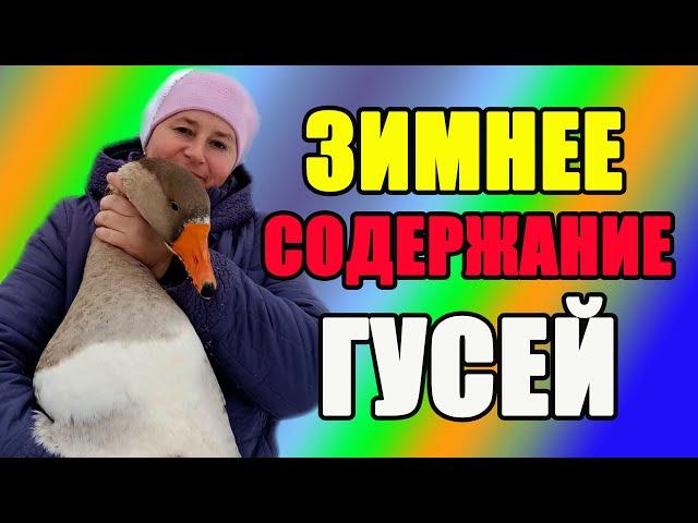 Зимнее содержание гусей. Чем кормить гусей зимой.