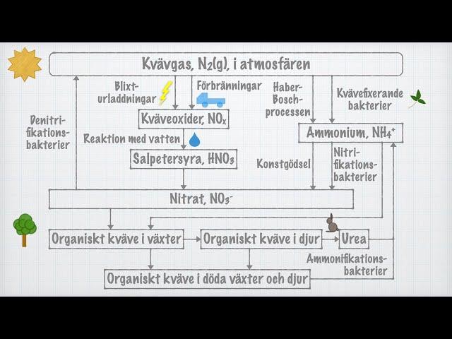 Kvävets kretslopp