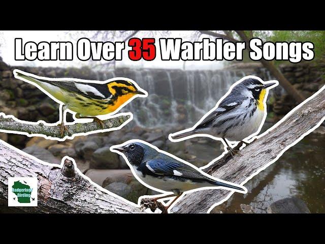 Learn 35+ Warblers Songs (Central and Eastern United States)