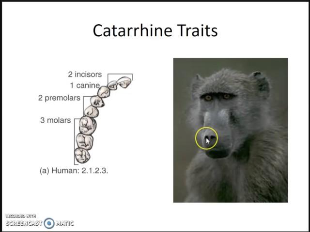 Primate Traits for Classification