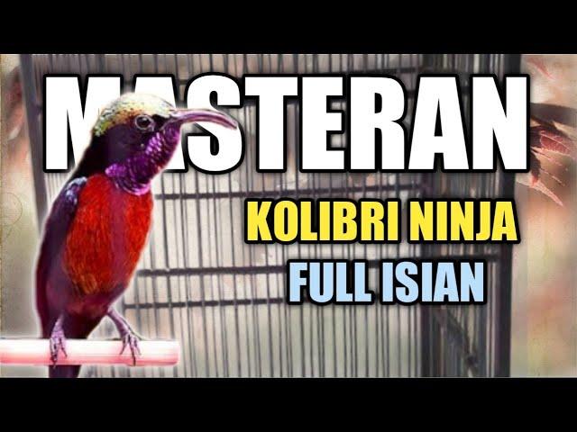 Masteran Kolibri Ninja/Konin Full Isian Tembakan Mewah