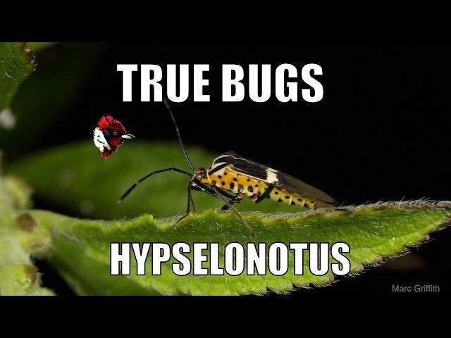 True bugs: Hypselonotus - Biodiversity Shorts #2