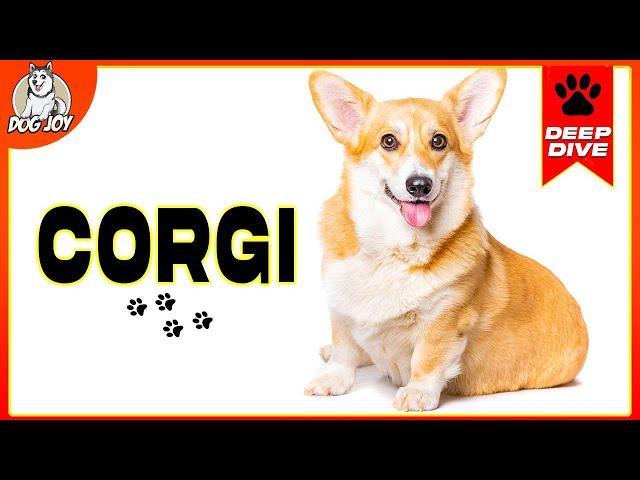 EVERYTHING You Need to Know About The CORGI