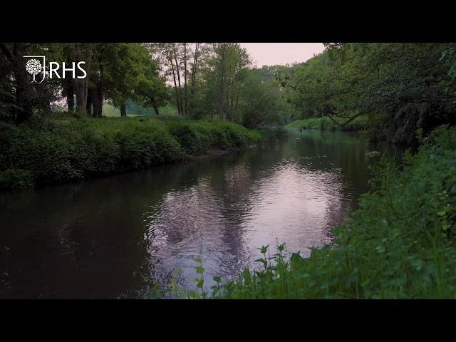 Slow TV: The Dawn Chorus | RHS Garden Wisley | RHS