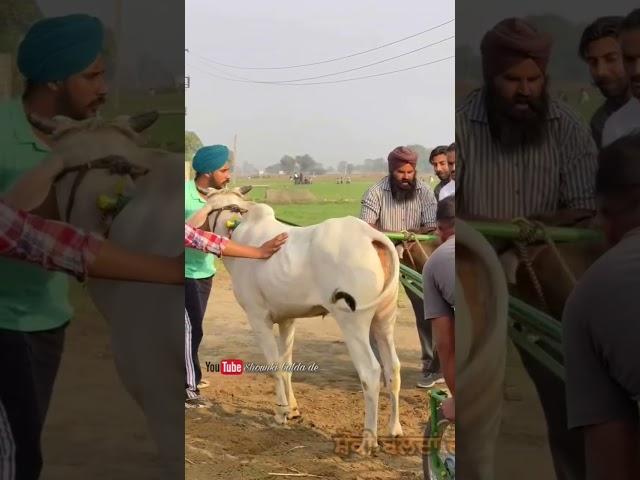 ox races | Punjab ox #trending #champion #youtubeshorts #hit #vewe #support #like  #viralvideo