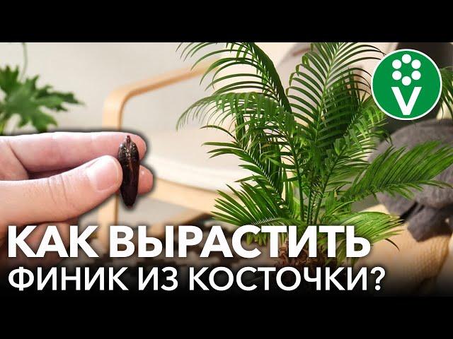 Вырастить ФИНИКОВУЮ ПАЛЬМУ из косточки ЛЕГКО! Опытный агроном советует самый простой способ