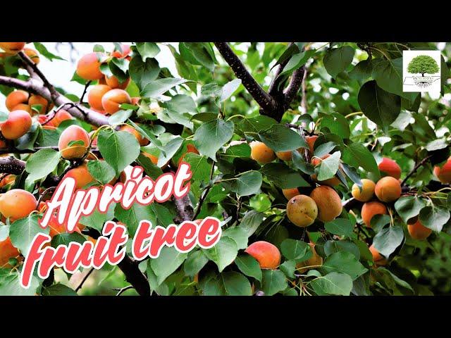 Apricot Fruit Tree - TN Nursery