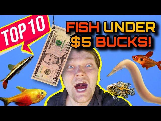 10 Fish, Under $5 DOLLARS! - Affordable Fish with BIG Personality & Color!