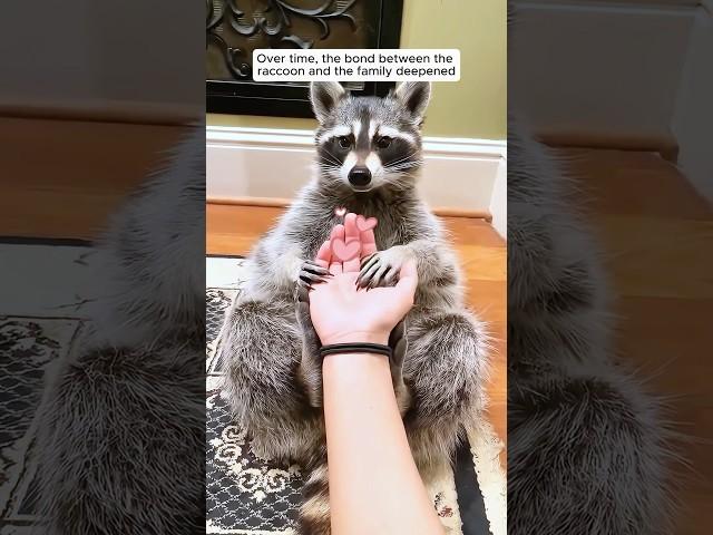 A man rescued a raccoon stuck in the tube and adopted it