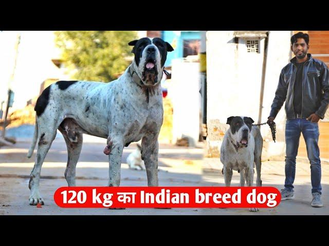 Indian breed dog kennel || Pakistani bully || bully kutta dog kennel