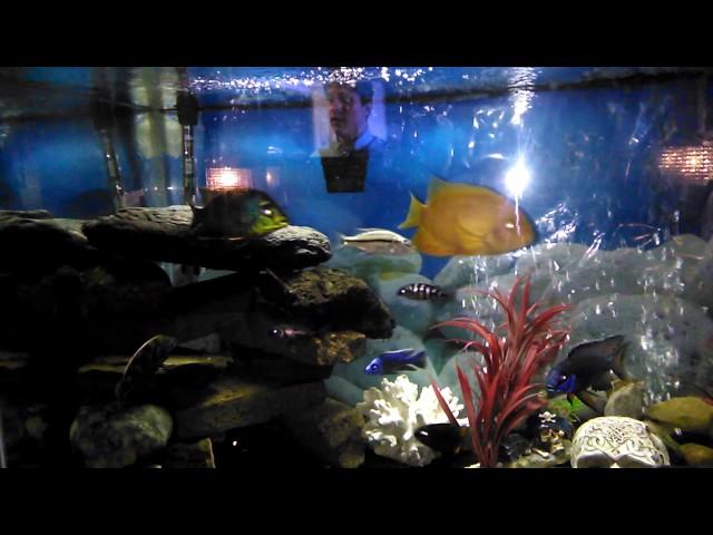 African cichlid update