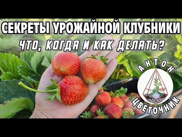 Делай так и клубника станет урожайной. Секреты обработки, размножения и удобрений