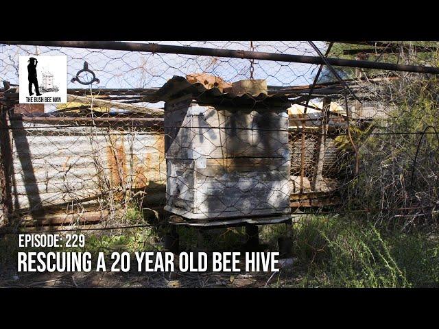 Honey Bee Rescue: Bee Hive Left Alone for 20 Years | The Bush Bee Man