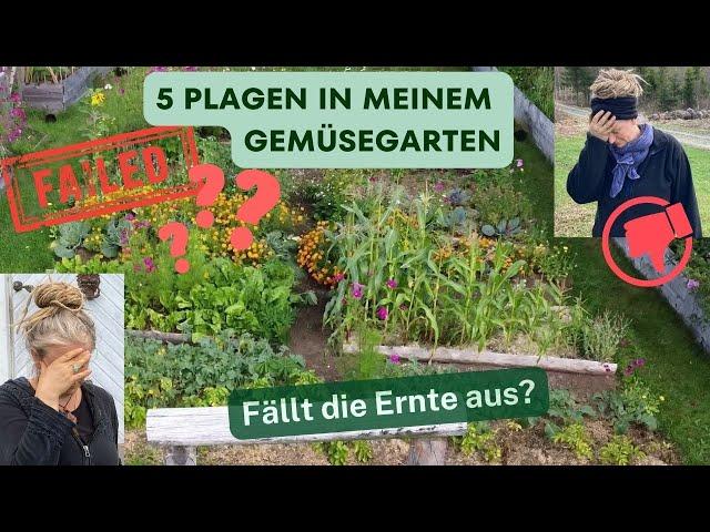 Sowas habe ich noch nie erlebt: 5 Plagen in unserem Gemüsegarten - Fällt die Ernte aus?