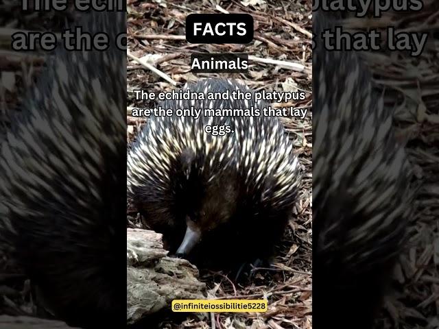 The echidna and the platypus are the only mammals that lay eggs #AnimalKingdom #NatureFacts #Animals