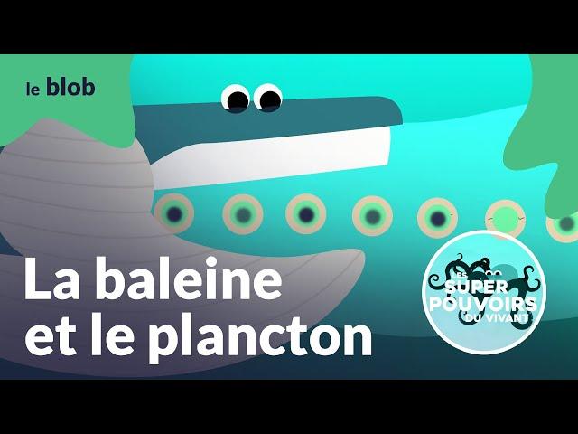 La baleine et le plancton, crottes à la rescousse | Les super-pouvoirs du vivant