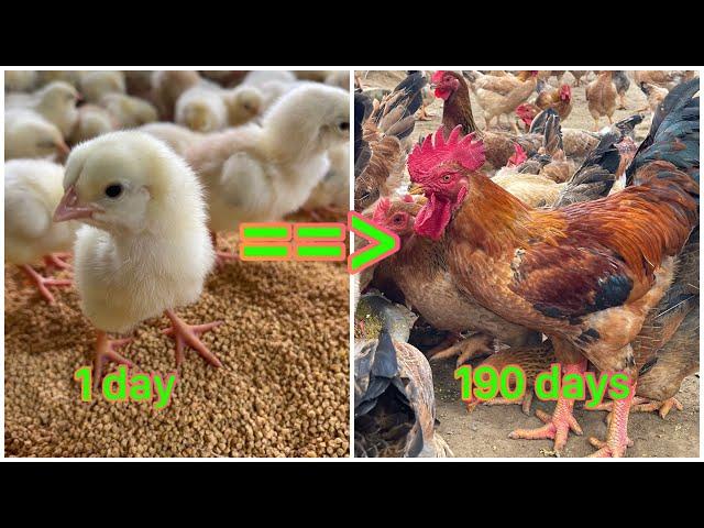 Full video: How to raise chickens from 1 day to 190 days