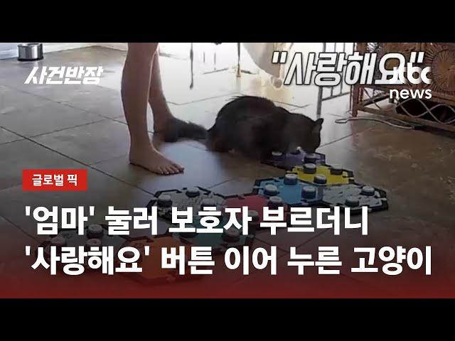 말하는 버튼 누르는 고양이…산책 안 된다 하자 '화남' 누르기도 / JTBC 사건반장