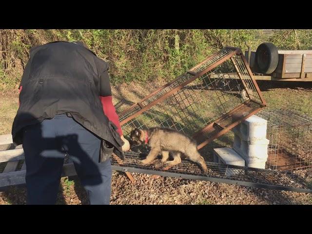 Sage von Prufenpuden 12 Wks German Shepherd  Confidence Course Training