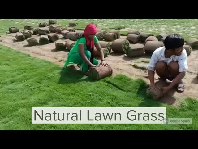 Lawn Grass - Wholesale Price & Mandi Rate for Lawn Grass Balaji Nursery