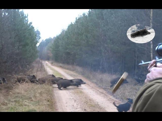 Drückjagd in Polen - polowanie na dziki- vildsvinsjakt - driven hunt Chasse Au Sanglier drivjakt