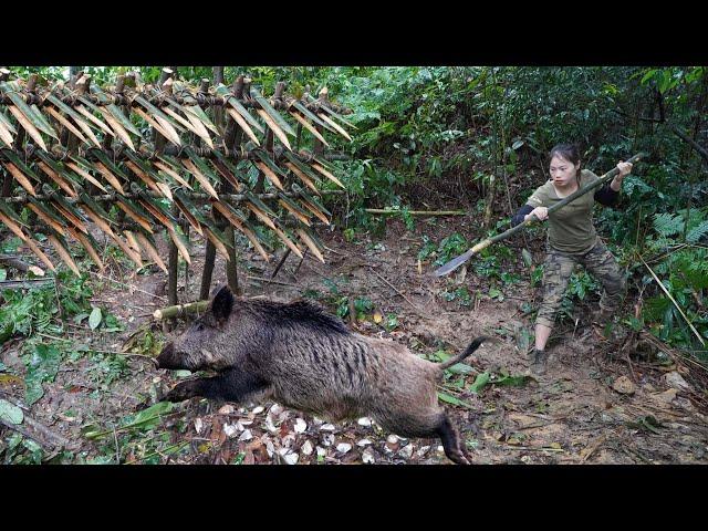 200 days of survival in the wild, wild boar trapping skills, survival alone