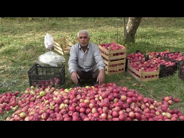 Hakkari’de organik elma hasadı başladı