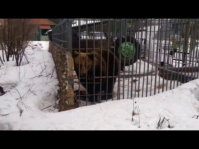 Не лезь дебил! Она тебя сожрёт!