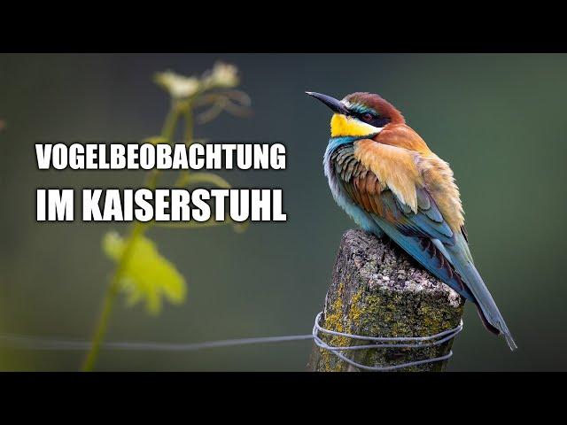 Bienenfresser, Neuntöter und Turmfalke - Vogelbeobachtung im Kaiserstuhl