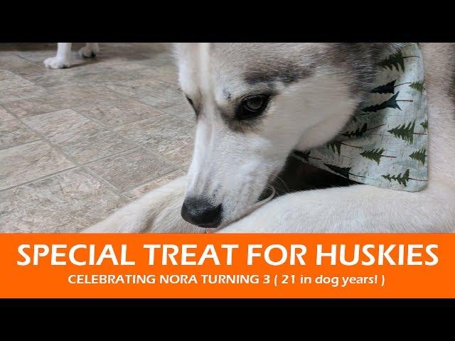 SPECIAL TREATS FOR HUSKIES | Celebrating Nora turning 21 in Dog Years!