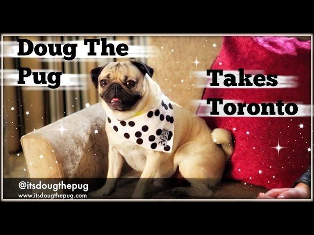 Meet the King of Pop Culture Doug the Pug at Woofstock