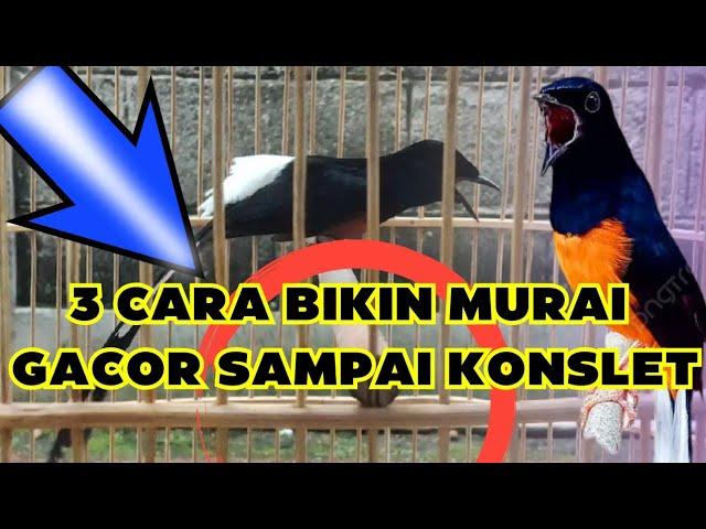 3 CARA MENGGACORKAN MURAI BATU LANGKAH YANG TEPAT‼️