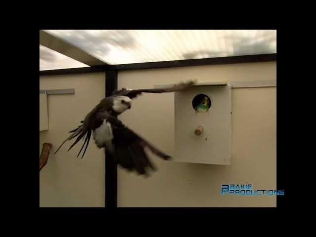 Parkieten - Parakeets - Melopsittacus undulatus_200 fps Slow motion