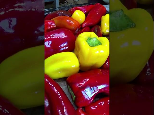 Делаю заготовки из перцев на зиму