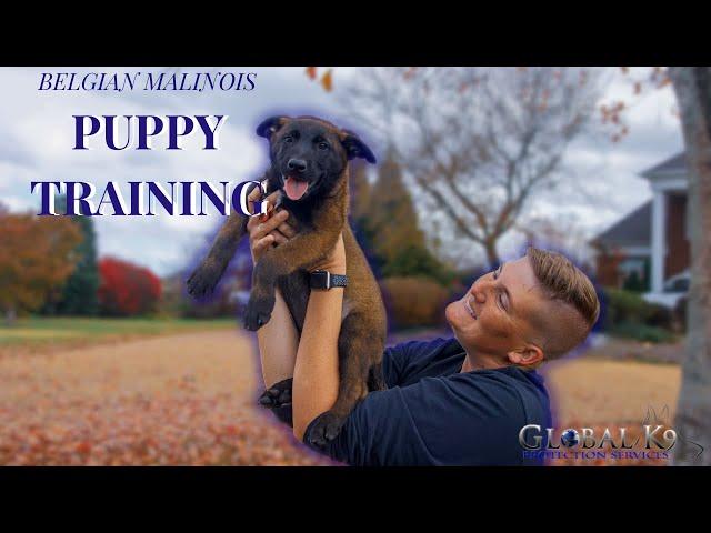 Training with a Belgian Malinois puppy | 9 week old Maligator