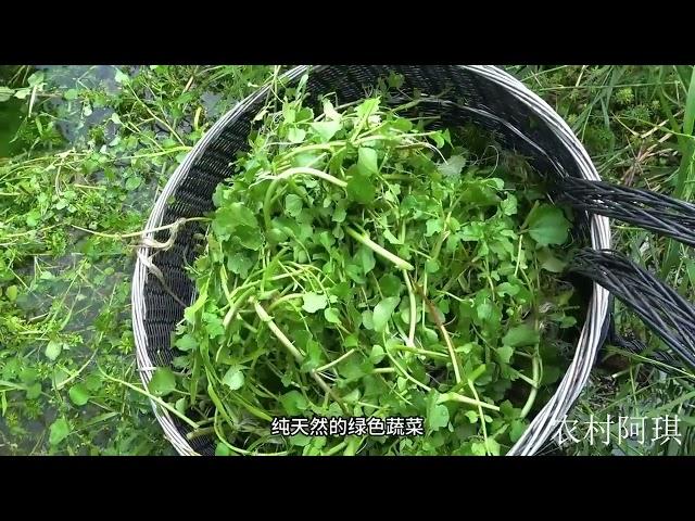 这种野菜长在水里城里卖得好贵，农村随处可见，大家有吃过吗