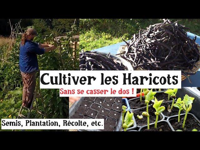 Les Haricots au Potager !