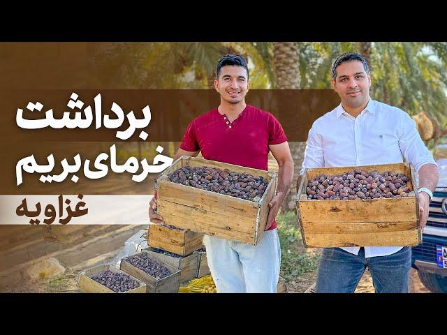 برداشت خرمای بریم غزاویه