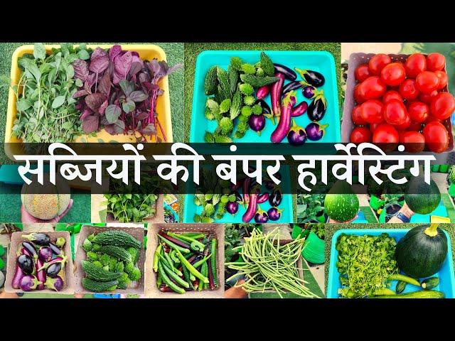 Most Significant Harvest of Organic Summer Vegetables From Rooftop Vegetable Terrace Garden May 2023