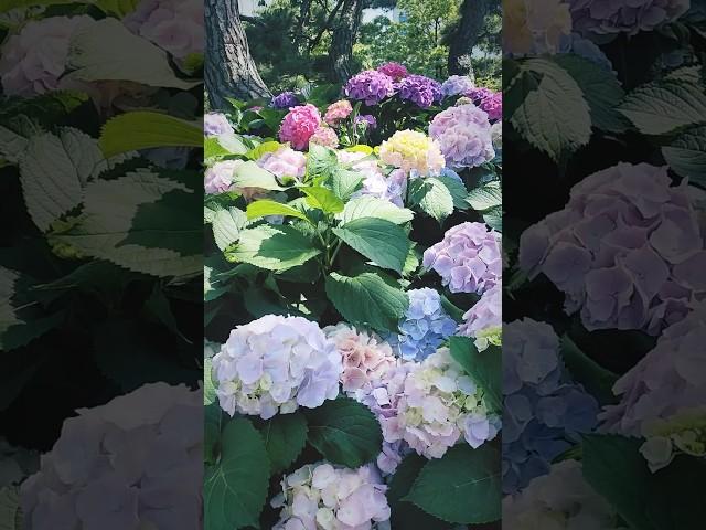 САМЫЕ КРАСИВЫЕ ГОРТЕНЗИИ #hortensia #garden #гортензія #flowers #гортензия #nature #shorts#шортс#сад