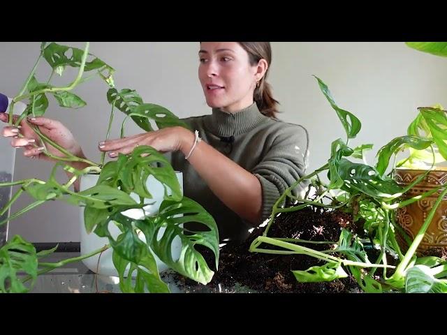 Small Things I Do To Keep Plants Happy through the Winter - Winter Daily Plant Care Routine