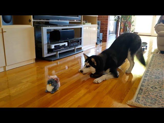 FUNNIEST Huskies  | 15 Minutes Best Videos