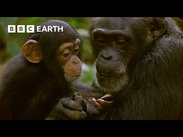 Mother Chimpanzee Teaches Baby to Catch Termites | Natural World: Wild Mother and Babies | BBC Earth