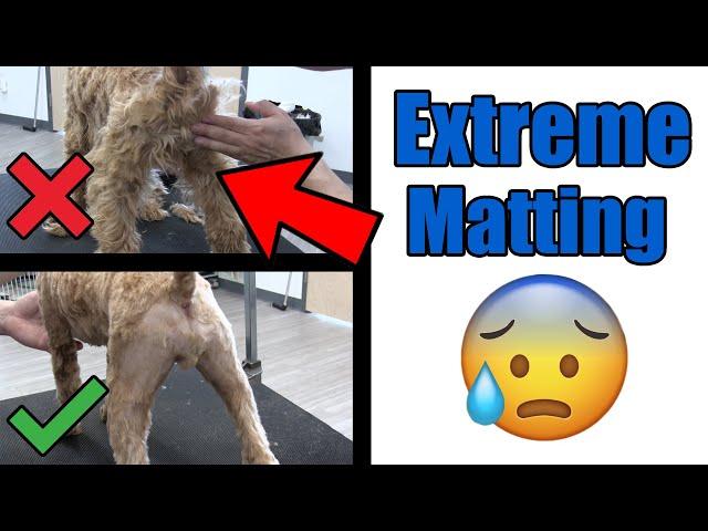 Female Cockapoo Matted Sanitary Clip | Pro Grooming Tutorial