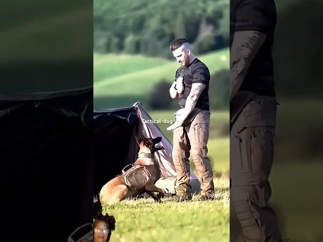 #tactical #dog #training #k9 #military #dogtraining #k9protection #police #workingk9 #doglover