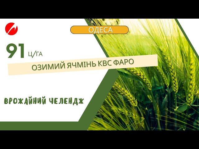 Врожай озимого ячменю КВС ФАРО — 91 ц/га! Досягнення сезону 2024