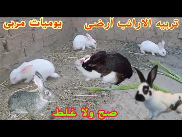 تربيه الارانب على الارض صح ولا غلط واسأله احد المتابعين..