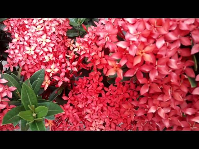 Santan Flower | ( V0.06)