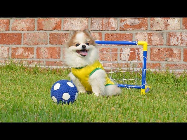 The little goalkeeper's soccer skills ⭐ Cute National Soccer Team