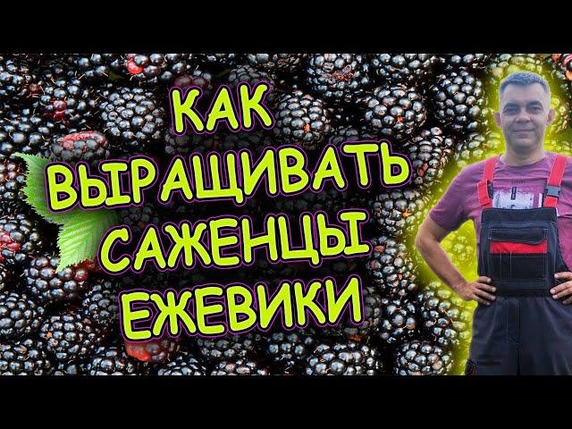 Ежевика выращивание и уход за саженцами. Как выращивать сильные  саженцы ежевики. Саженцы ежевики.